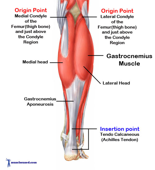 GastrocnemiusMuscle Critical Care Practitioner