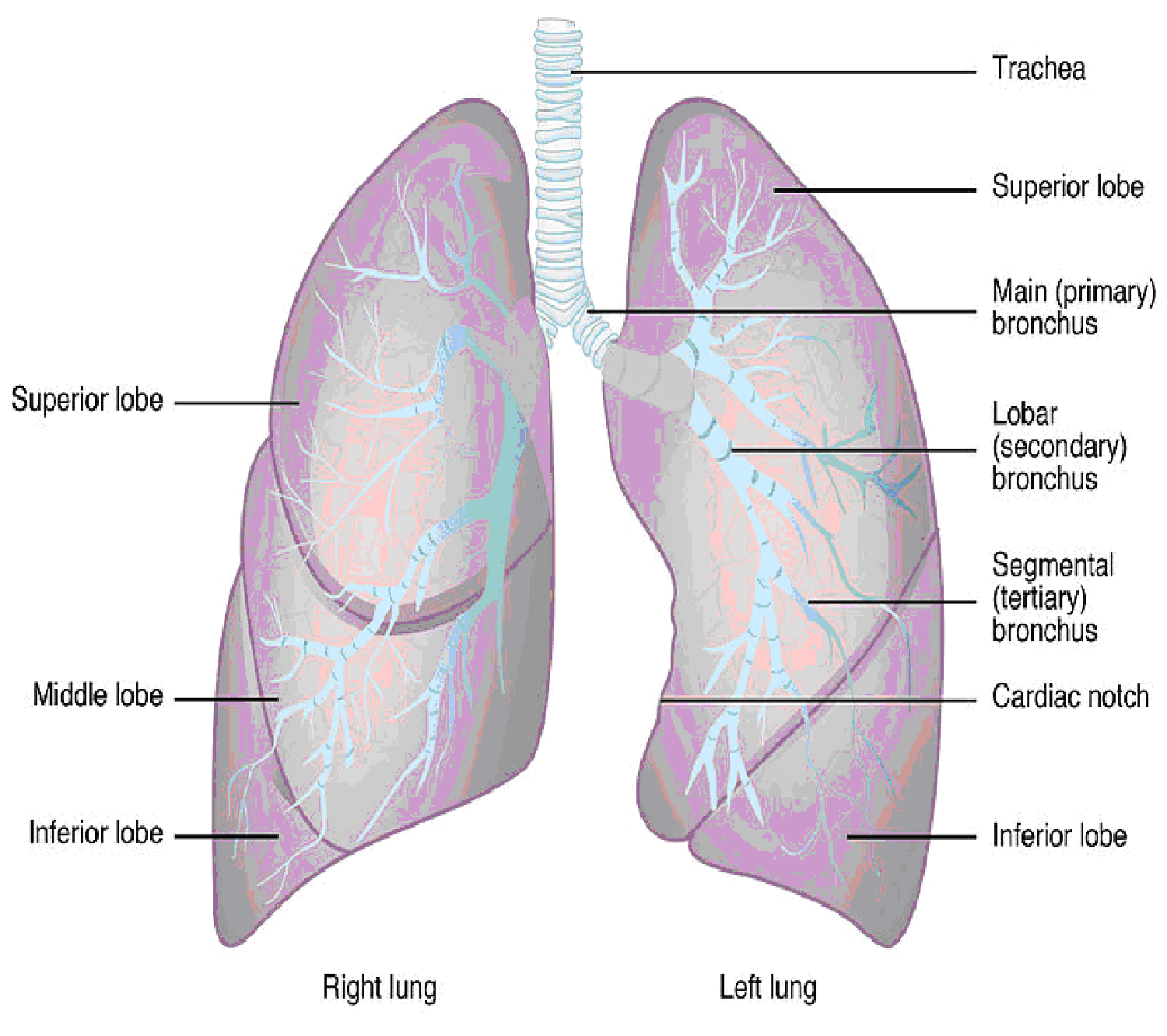 Surface Anatomy Of The Lungs Surface Anatomy Of The Lungs